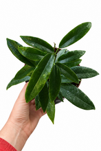 Load image into Gallery viewer, Hoya archiboldiana red 6" - Wax Plant