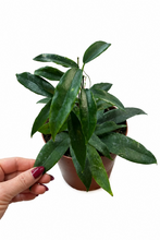 Load image into Gallery viewer, Hoya archiboldiana red 6" - Wax Plant