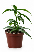 Load image into Gallery viewer, Hoya archiboldiana red 6" - Wax Plant