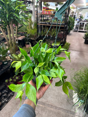 Hoya Polyneura 6