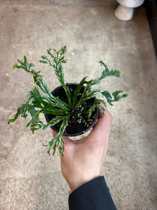 Asplenium Nidus Crissie 4" - Variegated Birdsnest Fern