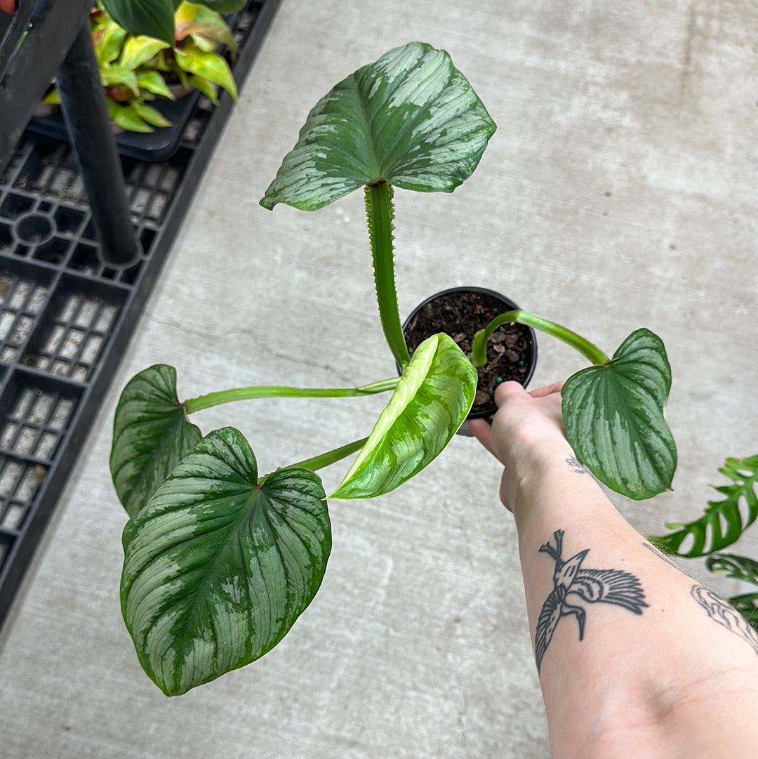 philodendron silver mamei Philodendron mamei 'Silver' 4" – Kent East Hill Nursery