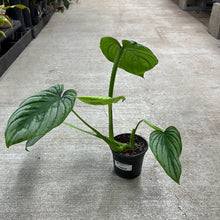 Load image into Gallery viewer, Philodendron mamei &#39;Silver&#39; 4&quot;