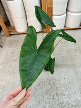 Load image into Gallery viewer, Alocasia Zebrina 'Tiger' 6" - Elephant's Ear