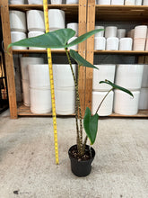 Load image into Gallery viewer, Alocasia Zebrina 'Tiger' 6" - Elephant's Ear