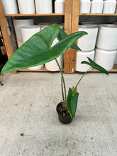 Load image into Gallery viewer, Alocasia Zebrina 'Tiger' 6" - Elephant's Ear