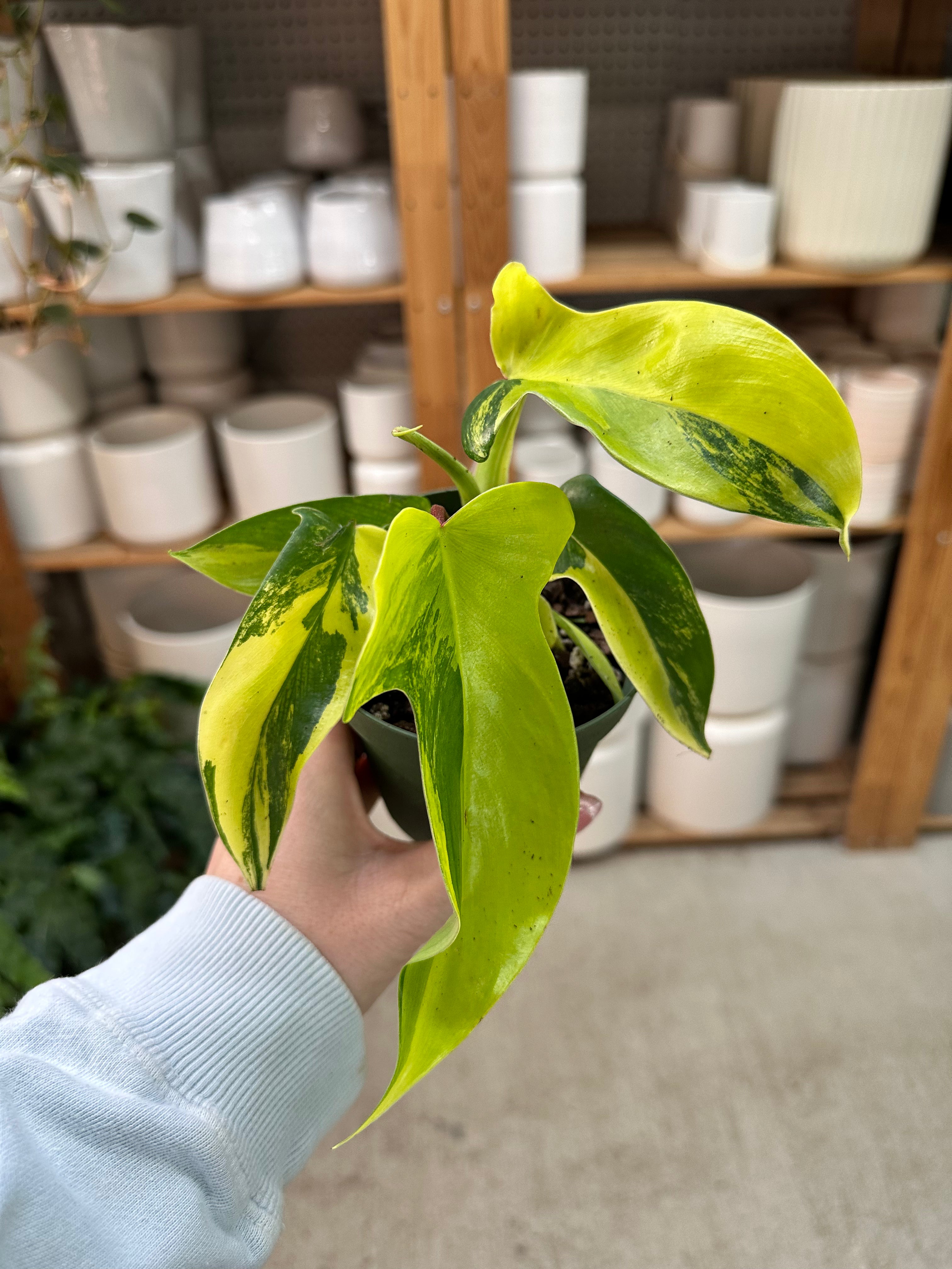 Philodendron 'Florida Beauty Variegata' 4