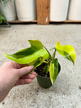 Load image into Gallery viewer, Philodendron 'Florida Beauty Variegata' 4"