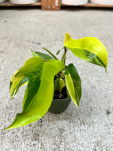 Load image into Gallery viewer, Philodendron 'Florida Beauty Variegata' 4"