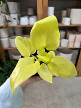 Load image into Gallery viewer, Philodendron Warscewiczii Aurea 4"