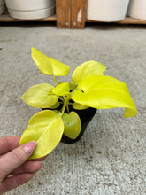 Load image into Gallery viewer, Philodendron Warscewiczii Aurea 4"