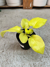 Load image into Gallery viewer, Philodendron Warscewiczii Aurea 4"