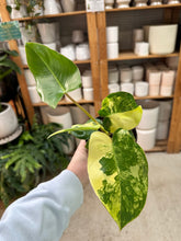 Load image into Gallery viewer, Philodendron Burle Marx Variegata 4"