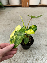 Load image into Gallery viewer, Philodendron Burle Marx Variegata 4"