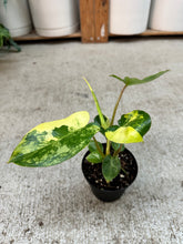 Load image into Gallery viewer, Philodendron Burle Marx Variegata 4"