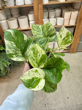 Load image into Gallery viewer, Epipremnum aureum manjula compacta 4" - Pothos