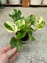 Load image into Gallery viewer, Epipremnum aureum manjula compacta 4" - Pothos