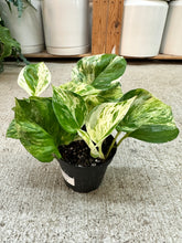 Load image into Gallery viewer, Epipremnum aureum manjula compacta 4" - Pothos
