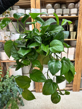 Load image into Gallery viewer, Epipremnum Green Queen 6" - Pothos