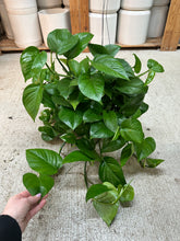 Load image into Gallery viewer, Epipremnum Green Queen 6" - Pothos