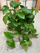 Load image into Gallery viewer, Epipremnum Green Queen 6" - Pothos
