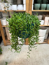 Load image into Gallery viewer, Senecio Radicans 8"HB- String of Bananas