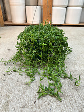 Load image into Gallery viewer, Senecio Radicans 8"HB- String of Bananas