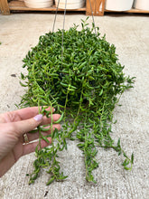 Load image into Gallery viewer, Senecio Radicans 8"HB- String of Bananas