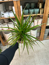 Load image into Gallery viewer, Dracaena Sunray 6" - Variegated Dragon Tree