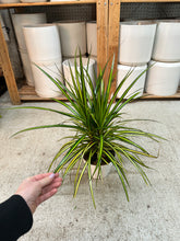 Load image into Gallery viewer, Dracaena Sunray 6" - Variegated Dragon Tree