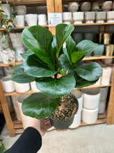 Load image into Gallery viewer, Ficus lyrata 'Bambino' 6" - Dwarf Fiddle Leaf Fig