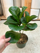 Load image into Gallery viewer, Ficus lyrata 'Bambino' 6" - Dwarf Fiddle Leaf Fig