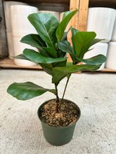 Load image into Gallery viewer, Ficus lyrata 'Bambino' 6" - Dwarf Fiddle Leaf Fig