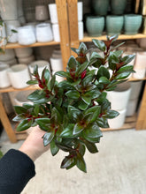 Load image into Gallery viewer, Nematanthus Shady Lady Mae 4" - Goldfish Plant