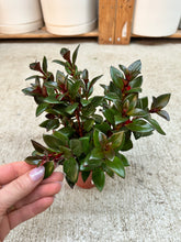 Load image into Gallery viewer, Nematanthus Shady Lady Mae 4" - Goldfish Plant