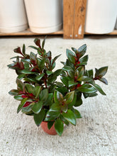 Load image into Gallery viewer, Nematanthus Shady Lady Mae 4" - Goldfish Plant