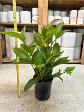 Load image into Gallery viewer, Medinilla myriantha #1 - Malaysian Orchid