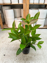 Load image into Gallery viewer, Medinilla myriantha #1 - Malaysian Orchid