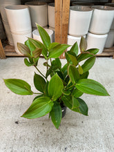 Load image into Gallery viewer, Medinilla myriantha #1 - Malaysian Orchid