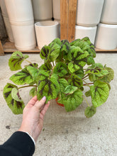 Load image into Gallery viewer, Begonia Iron Cross 6"