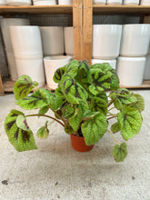 Load image into Gallery viewer, Begonia Iron Cross 6"