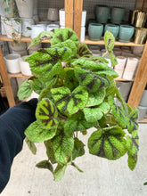 Load image into Gallery viewer, Begonia Iron Cross 6"