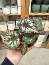 Load image into Gallery viewer, Begonia Fireworks 4"