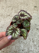 Load image into Gallery viewer, Begonia Fireworks 4"