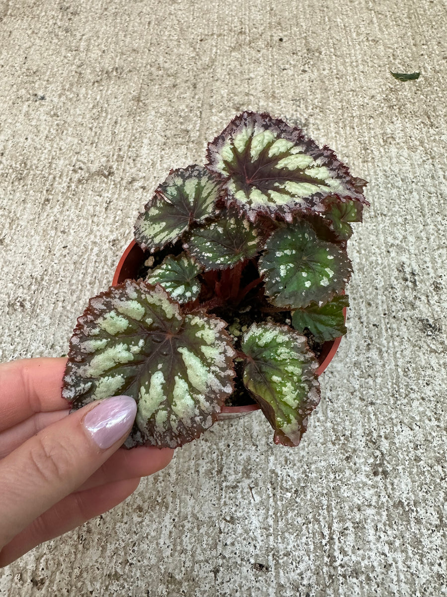 Begonia Fireworks 4