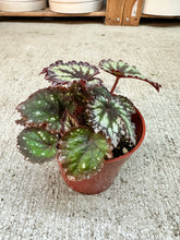 Load image into Gallery viewer, Begonia Fireworks 4"