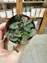 Load image into Gallery viewer, Ceropegia sp. 3" - Asst. String of Hearts