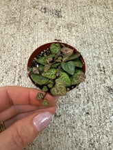 Load image into Gallery viewer, Ceropegia sp. 3" - Asst. String of Hearts