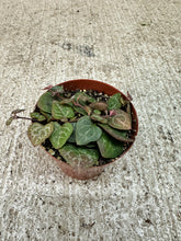 Load image into Gallery viewer, Ceropegia sp. 3" - Asst. String of Hearts