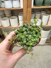 Load image into Gallery viewer, Peperomia prostrata 3" - String of Turtles